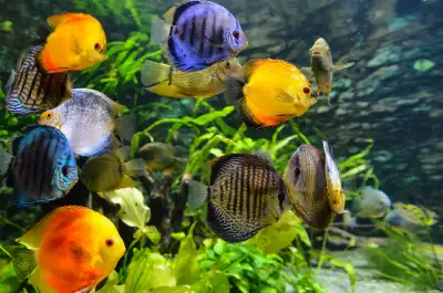 Aquarium, Fish Tank Cleaning and Maintenance Services in GTA, View more