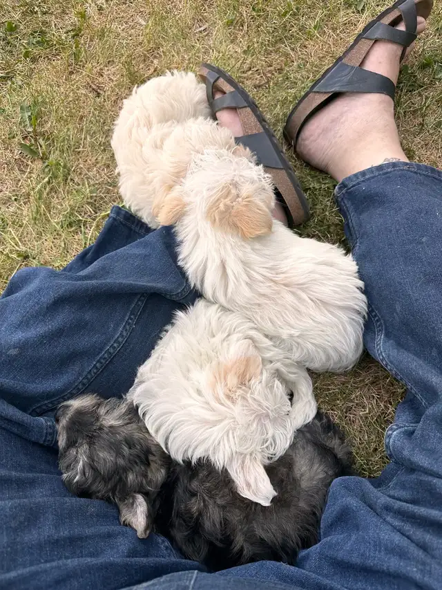 Yorkie-Poodle Puppies in Dogs & Puppies for Rehoming in Strathcona County - Image 6