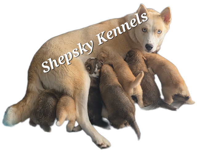 Gorgeous Gerberian Shepsky Puppies in Dogs & Puppies for Rehoming in Bedford