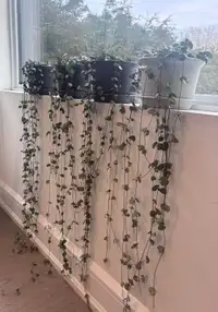 String of hearts pots