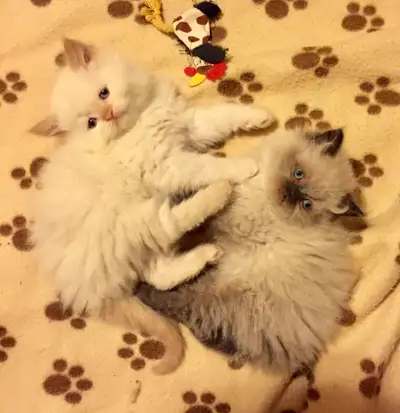 CHATON HIMALAYEN ( à vendre ), View more