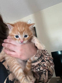 Male orange kitten