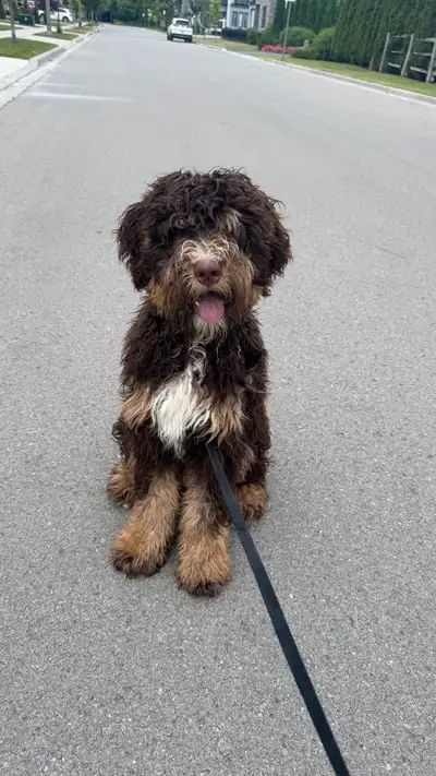 Bernadoodle puppy - 7 months old, View more