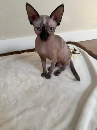Adorable Sphynx Kitten Mila for Sale, View more