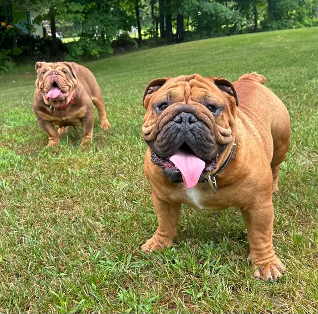 ⭐️BULLDOG ANGLAIS⭐️ in Dogs & Puppies for Rehoming in Québec City - Image 10
