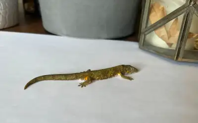 Details: Species: Eurydactylodes Agricolae (Chameleon Geckos) Age: 20 - 24 months old. Sex: Contact...