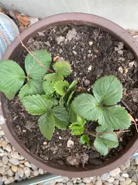 Strawberry plant for sale