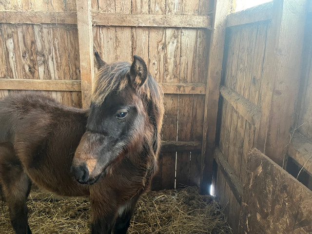 Half Canadian stud colt. 1/4 Connemara.1/4 Thoroughbred. in Horses & Ponies for Rehoming in Annapolis Valley
