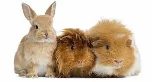 Safe experienced and loving care in our home for small animals such as guinea pigs, hamsters, and ra...