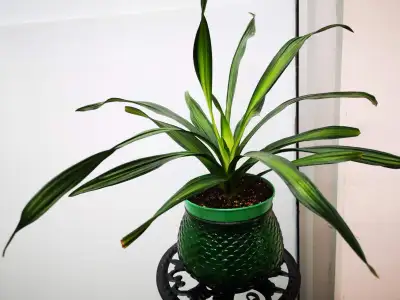 Dracaena Rikki with green vase, View more