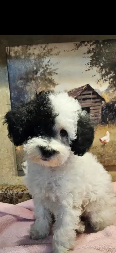 Maltipoo Puppies, View more