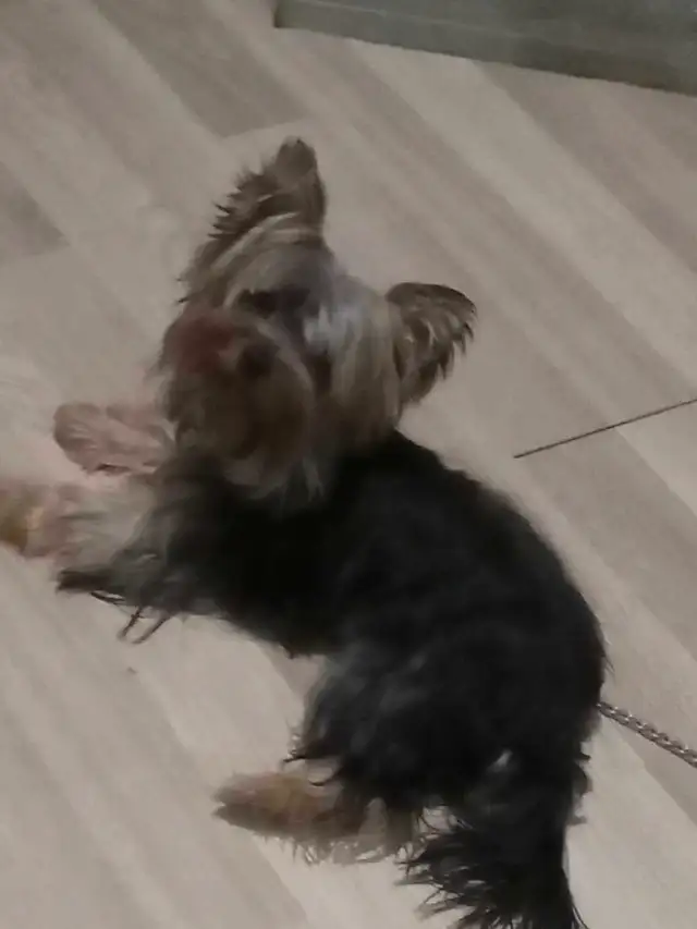 Yorkshire terrier miniatures  (  1 mâle  ) in Dogs & Puppies for Rehoming in Gatineau - Image 6