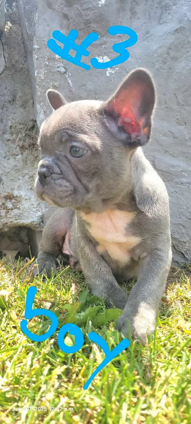 Quality French Bulldog Puppies in Dogs & Puppies for Rehoming in St. Catharines - Image 4