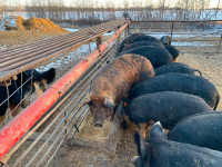 Butcher hogs, pigs, gilts