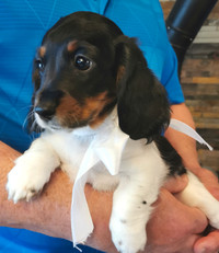 Ready Now Longhaired Miniature Dachshund Puppies
