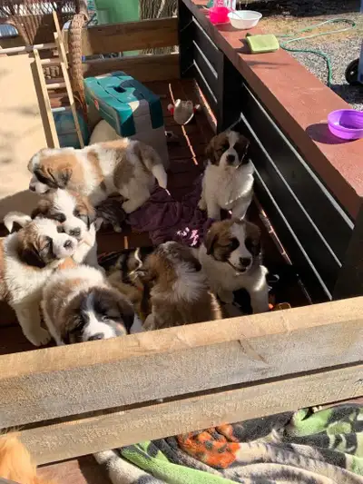 Chiots croisé saint Bernard ~ montagne des Pyrénées se sont des (saints Pyrénées ). Né le 1 mars sur...