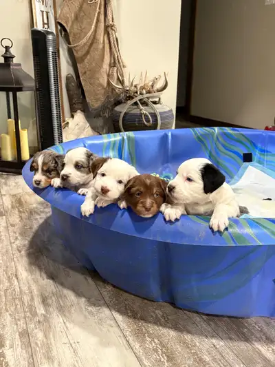 Mini Aussie puppies, View more