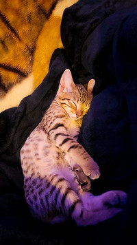 Bengal X Abyssin