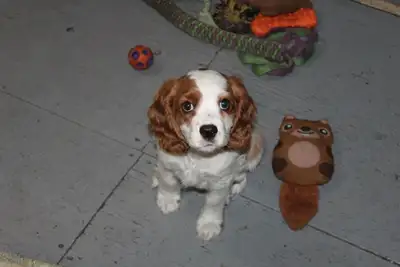 ONLY ONE GORGEOUS COCKER X PUPPY  LEFT, View more
