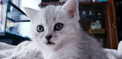 Magnifique chatons Persan mix chinchilla silver, orange charcoal, View more
