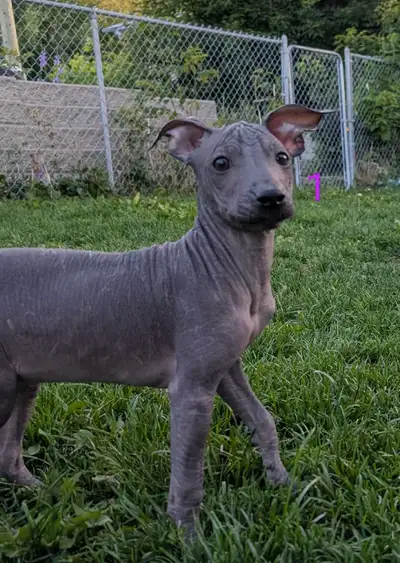 xoloitzcuintli puppies!, View more