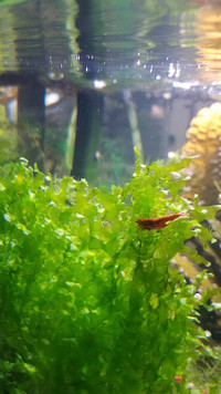 Pelia Moss. For aquariums.