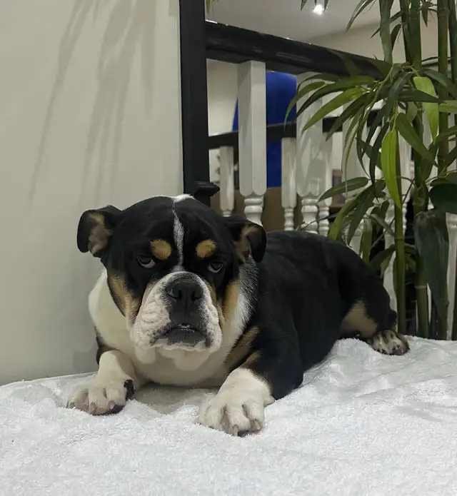 ENGLISH BULLDOGS PUPPY in Dogs & Puppies for Rehoming in Mississauga / Peel Region - Image 4