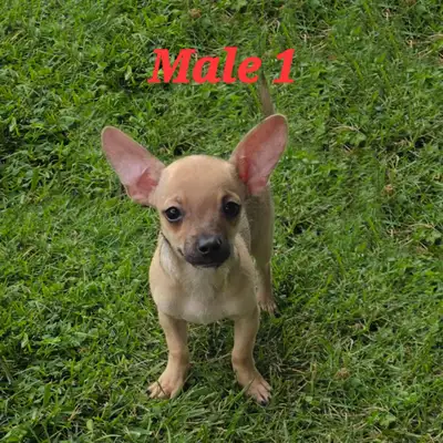 Chihuahua Cross Pups (Mostly Chihuahua), View more