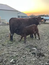 Red angus young cow with nice heifer calf 