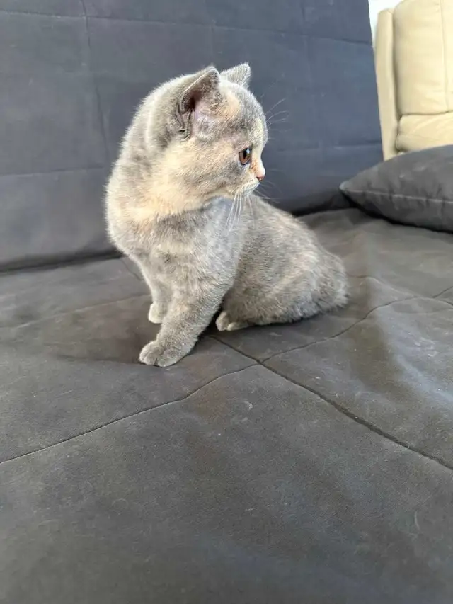British Shorthair kittens/ chatons, CCA, purebred in Cats & Kittens for Rehoming in West Island - Image 6