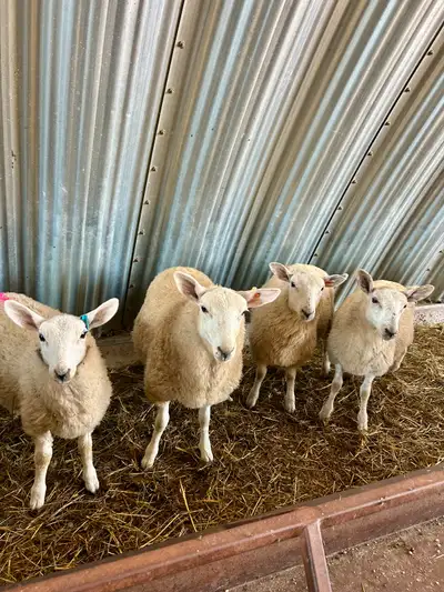 Ewe Lambs, View more