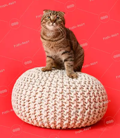 hello pet lovers ❤️ my sister and I are experienced pet sitters with 12 years of experience and trai...