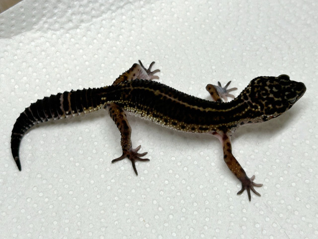 Various Geckos in Reptiles & Amphibians for Rehoming in City of Halifax - Image 4