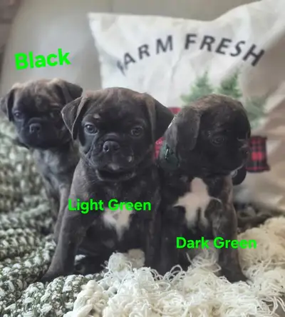 Pug boston mix ready to go home, View more