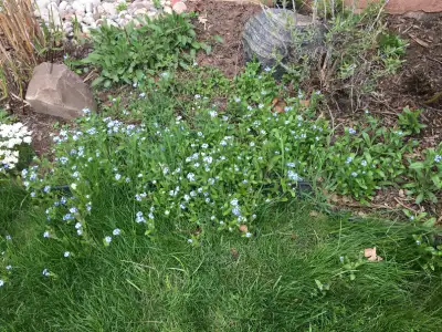 Forget-Me-Not plants, potted and not potted yet, View more