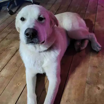 Mastiff/ Pyrenees Puppies  for sale, View more