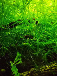 Aquarium floating plant _ Guppy Grass