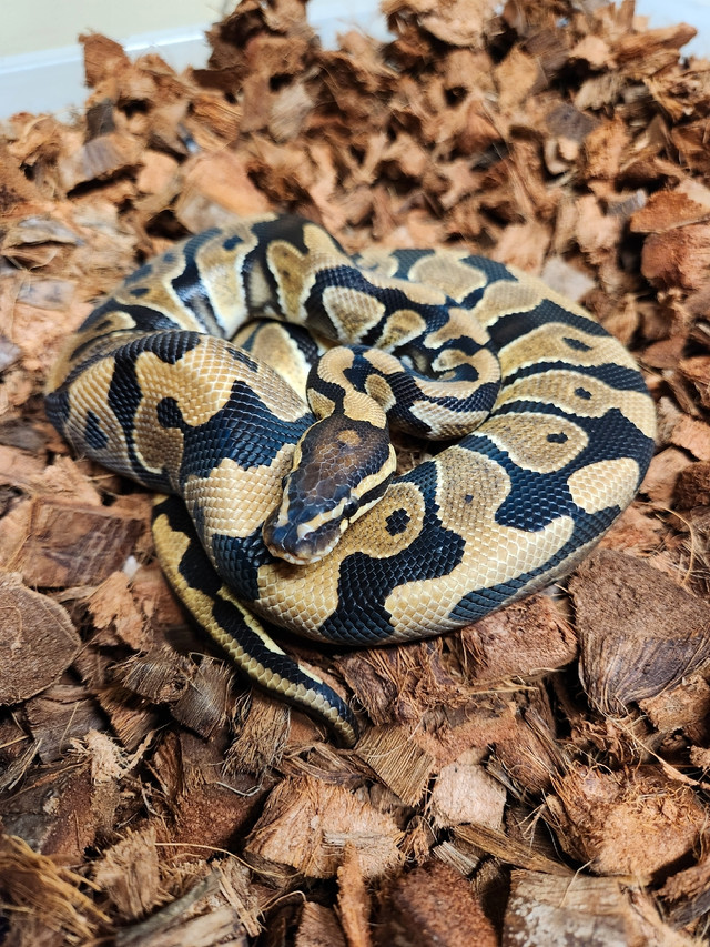 Male Vanilla DH Ultramel Clown Ball Python in Reptiles & Amphibians for Rehoming in City of Toronto - Image 2