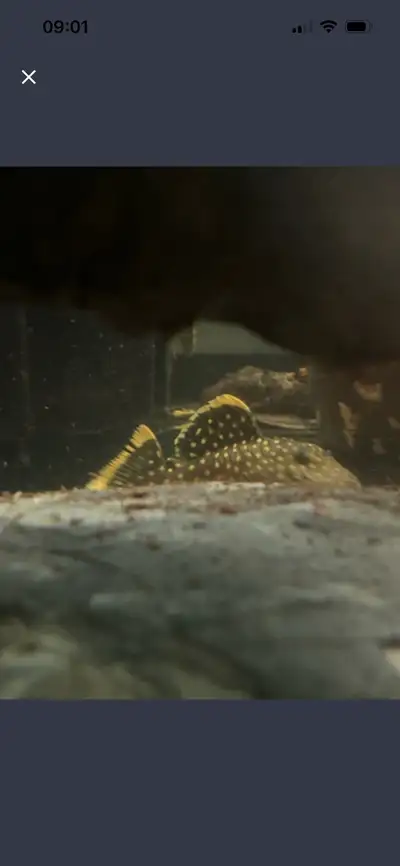 Pleco golden nugget L177, View more