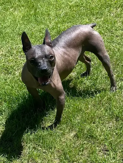  gorgeous Hairless, French Bulldog mix for adoption, View more