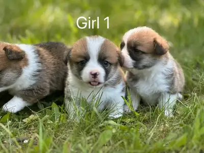 Two months old Welsh Corgi puppies, View more