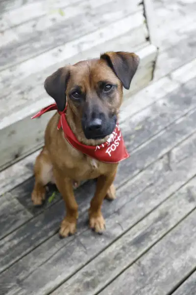 Buddy is looking for his best friend(s). Approx 1 year old rescue from Northern Manitoba. Buddy is a...