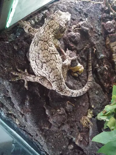 Gargoyle Gecko et Chahoua Gecko, View more