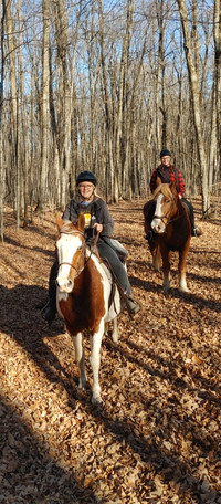 Several Trail Horses Available For Part Board