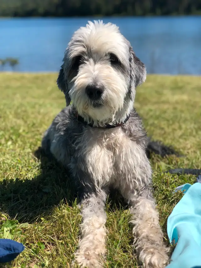 Old English sheepdog cross puppies for sale! in Dogs & Puppies for Rehoming in London - Image 5