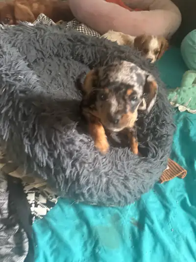 King Charles Cavalier & Cavalier, Frenchie females, View more