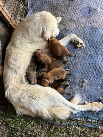 German Shepherd X Great Pyrenees Puppies, View more