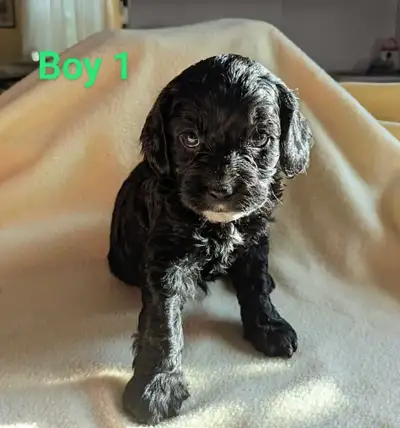 cavapoo puppies, View more