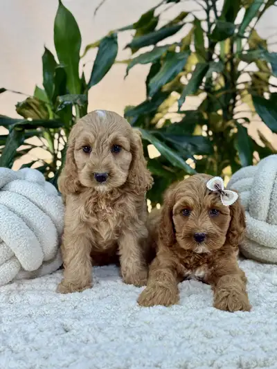 Mini Cockapoo Ready to Meet You, View more