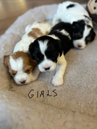 FEMALE CAVAPOO PUPPIES, View more